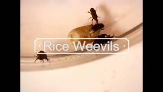 An Introduction to the Rice weevil Sitophilus oryzae [upl. by Liza]