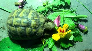 Mediterranean Tortoise Diet [upl. by O'Doneven]