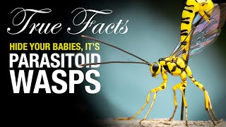 True Facts Parasitoid Wasps [upl. by Ziza]