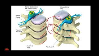 VERTEBRAL COLUMN  VERTEBRAE PARTS OF VERTEBRAE VERTEBRAL NOTCH AND FORAMINA [upl. by Pincus]