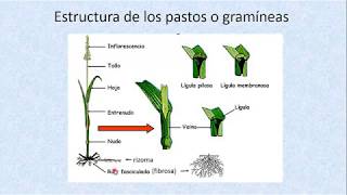 Unidad 21 del Curso Producción y Manejo de Forrajes La Planta Forrajera parte 1 [upl. by Ahsikyw984]