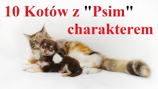 10 Kotów z Psim charakterem [upl. by Benedicto]