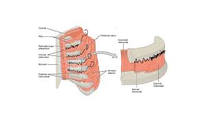 Chapter 16 Par 2  Pulmonary Ventilation Part 1 Thoracic Cavity Anatomy Pulmonary Pressures [upl. by Aliam]