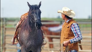 Comenzando un Caballo a trote [upl. by Mayram379]