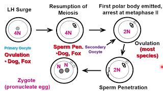 VET ENDO  Follicular Phase Part II  2023 [upl. by Marabelle]