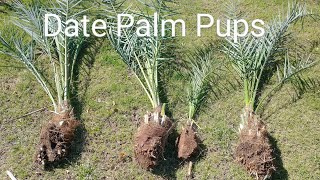 Date Palm Tree Pup Removal [upl. by Hubie]