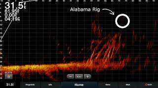 EastTNFishing Garmin Livescope LVS12 and LVS32 Footage Comparison with Bass Boat Electronicscom [upl. by Wells]