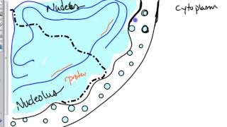 ribosome biogenesis [upl. by Girhiny154]