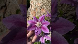 Dr Ruppel Clematis  Klematis ☀️ [upl. by Luca710]