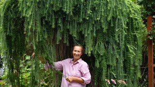 How to Grow European Weeping Larch Larix decidua Pendula [upl. by Airdnax]