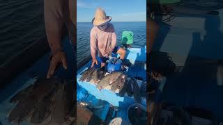 Buena pesca de bagres grandes [upl. by Addy]