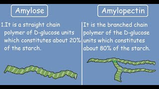 Amylose vs Amylopectin Quick Differences and Comparison [upl. by Nna465]