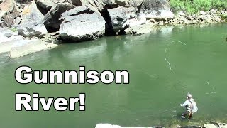 Gunnison River Colorado  Fly Fishing Tailwater of the Blue Mesa Reservoir  McFly Angler Episode 27 [upl. by Edee]