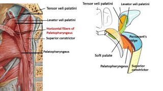 Passavants Ridge Passavant Ridge  Anatomy Location muscle composition and Function [upl. by Aiseneg119]