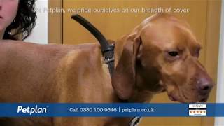 New Petplan Advert  featuring Boris [upl. by Anniahs915]