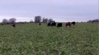 Cattle Grazing Cover Crops  Oats Cereal Rye and Turnips [upl. by Mercola]