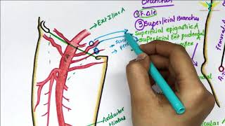 Femoral Artery Anatomy  Origin  Branches  Clinical [upl. by Nedloh380]