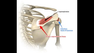 Two Minutes of Anatomy Supraspinatus Muscle [upl. by Trellas204]