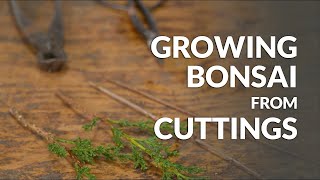 How to Style 3 Types of Bonsai for Beginners  No Wrong Way to do it [upl. by Walling452]