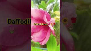 I daffodil flower l trending viralvideo shorts gardenflower garden naturedaffodil [upl. by Ragouzis48]