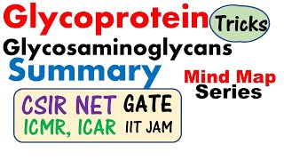 Glycosaminoglycans and glycoprotein biochemistry lecture [upl. by Namdor]