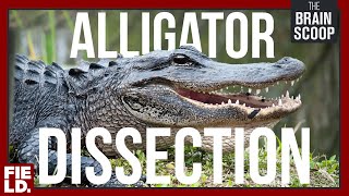 Alligator Dissection HIGHLIGHTS [upl. by Aihpled]