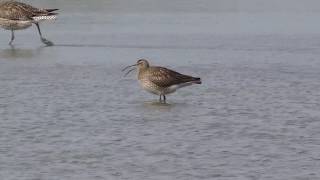 A Whimbrel calling [upl. by Sagerman]