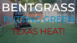 Bentgrass Putting Green Heat Stress amp Fertilizer [upl. by Nylodnewg490]