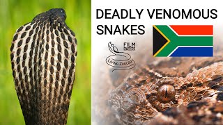 Deadly venomous snakes of South Africa mambas cobras puff adder boomslang twig snake [upl. by Annai]