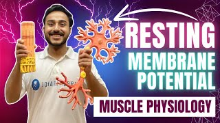 resting membrane potential physiology  nerve muscle physiology lecture  equilibrium potential [upl. by Nariko]