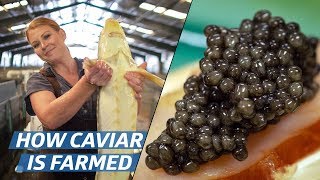 How Russian Sturgeon Caviar Is Farmed and Processed — How To Make It [upl. by Sirdi]