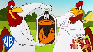 Looney Tuesdays  Iconic Characters Foghorn Leghorn  Looney Tunes  WB Kids [upl. by Aielam]