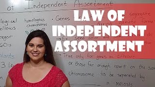 Mendels Law of Independent Assortment [upl. by Neelia]