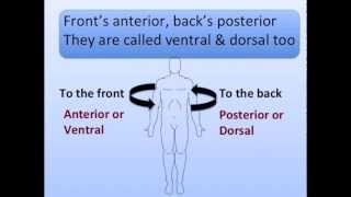 Anatomical Positions Song [upl. by Ema]