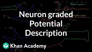 Neuron graded potential description  Nervous system physiology  NCLEXRN  Khan Academy [upl. by France]