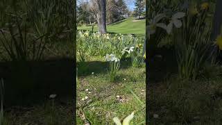 Daffodilsbeautiful springblooms [upl. by Jill13]