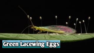 Green Lacewings Eggs Laid on Underside of Leaf [upl. by Africah96]