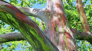 RAINBOW EUCALYPTUS TREE ALL ABOUT IT🌈 [upl. by Ermeena]