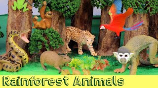 Meet the Amazon Jungle Animals  DIY Diorama [upl. by Ganiats36]