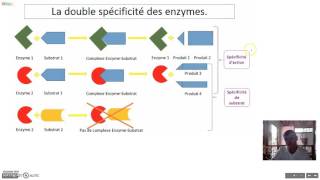 Les enzymes [upl. by Atiuqrahs]