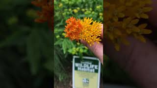 Asclepias tuberosa Hello Yellow [upl. by Dunc]