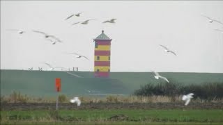 Pilsumer Leuchtturm von Wildgänsen und Möwen umschwärmt Ostfriesland Krummhörn [upl. by Harahs]