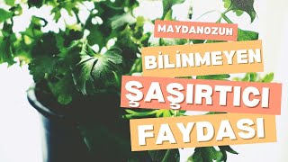 Maydanozun Bilinmeyen Faydası [upl. by Otis999]