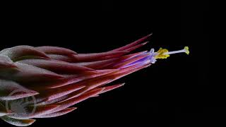 Tillandsia ionantha flowering time lapse [upl. by Karine372]