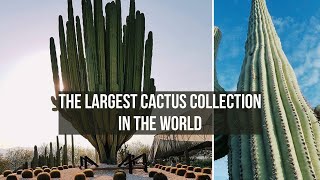 The Largest Cactus collection in the world [upl. by Yziar]