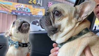 French Bulldog Dramatic Reaction At The Vet  TANTRUM TO GOOD BOY [upl. by Warde]