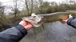 Pêche du BROCHET en hiver  Texan amp Swimbait [upl. by Prichard]