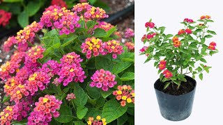 Tips for propagating Lantana camara from cuttings  growing lantana from cuttings [upl. by Dunkin]