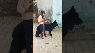 Black german shepherd dog controlled by a girl shorts short [upl. by Mateo766]