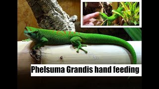 Phelsuma Grandis hand feeding [upl. by Srednas]